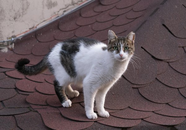 Unvergessliche Sportevents: Diese Highlights sollten Sie dieses Jahr nicht verpassen